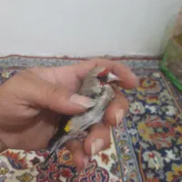 سهره نر جفتی