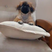 سگ ماده|سگ|پرند, فاز ۴|دیوار