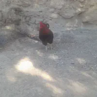 فروش خروس محلی