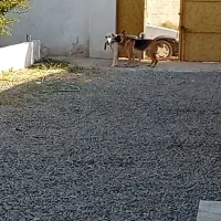 حیوانات سگ|سگ|کاشان, دانشگاه کاشان|دیوار