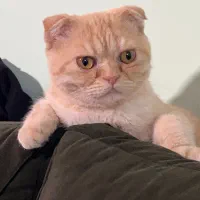 اسکاتیش فولد گلد ny