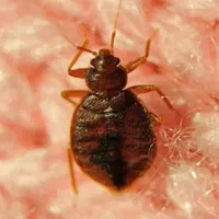 سمپاشی ساس سم پاشی سوسک ریز تضمینی ۱ ساله