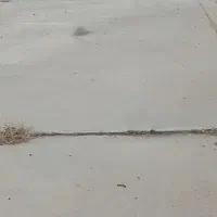 اصل کبوتر اصیل