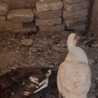 اردک خارجی|حیوانات مزرعه|گرمسار, |دیوار