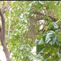 سبزی خورد شده آماده