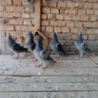 پلاکی راهکش شده