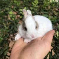 خرگوش