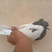 کله ای قهوه ای نر