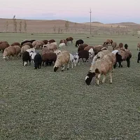 گوسفند یک گله۶۱عددی|حیوانات مزرعه|چنگ الماسی, |دیوار