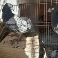 جفت جوجه تیدی ایسین|پرنده|بندرعباس, |دیوار