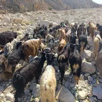 ۶۰تا چپش نر