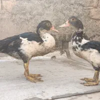 اردک روسی اردک فلسطینی