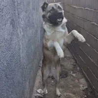 سگ دورگه گرگی .الابای|سگ|علی‌آباد کتول, |دیوار
