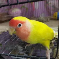 طوطی برزیلی رام|پرنده|ساری, |دیوار