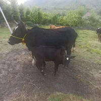 سه عدد گاو ماده با دوتا گوساله نر