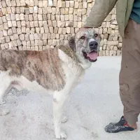 واگذاری سگ نگهبان|سگ|مشهد, شهید شهریاری|دیوار