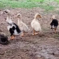 جوجه اردک محلی