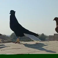 پنج تاپرنده