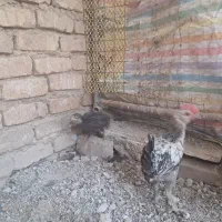 جوجه|حیوانات مزرعه|بروجرد, |دیوار