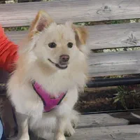 سگ پامراشپیتز|سگ|صدرا-فارس, فاز ۱|دیوار