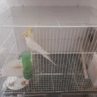 عروس هلندی