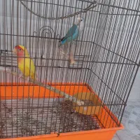 طوطی برزیلی|پرنده|قشم, |دیوار