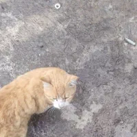 گربه زرد گمشده