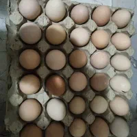 تخم‌مرغ محلی گلپایگانی اصل