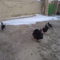 بقلمون فروشی