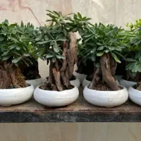 تولید کننده بنسای میخک هندی