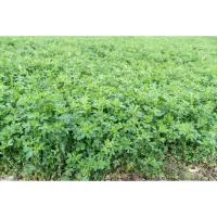 فروش بذر تضمینی|خدمات باغبانی و درختکاری|شیراز, قصرالدشت|دیوار