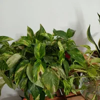 گل زیبا|گل و گیاه طبیعی|طرقبه, |دیوار