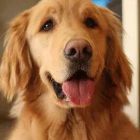 سگ گلدن رتریور توله گلدن رتریور دماهه|سگ|شیراز, ارم|دیوار