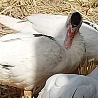 دوتا اردک اسرائیلی نر درشت امساله سفید