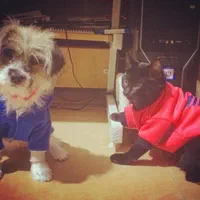 مربی سگ در شیرازآموزش سگ در شیراز تربیت سگ درشیراز|خدمات آموزشی|شیراز, شهرک آرین|دیوار