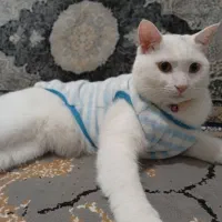 واگذاری گربه|گربه|شیراز, سلطان آباد|دیوار