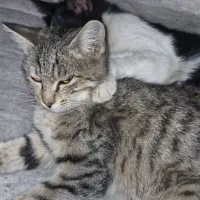 راهنمایی میخوام برای غذای گربه