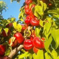 فروش نهال با ارقام های درجه 1