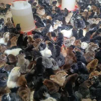 پخش و فروش جوجه محلی 10روزه واکسینه شده|حیوانات مزرعه|رفسنجان, |دیوار