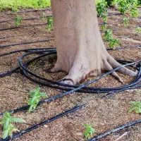 آبیاری قطره ای|خدمات پیشه و مهارت|آستانه اشرفیه, |دیوار