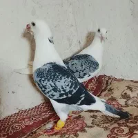 سه جفت کفتر ذاتدار آلمانی وجفت افشون
