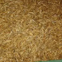 میلورم درجه ۱