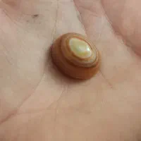 سنگ باباقوری معدنی (سه پوست)|جواهرات|زابل, |دیوار