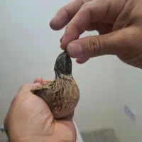 بلدرچین کوهی