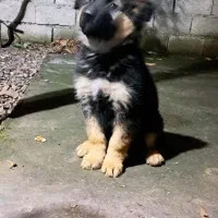 ژرمن شولاین