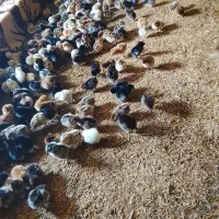 جوج چند روز سالم سالم