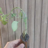 گلدان شیشه|گل و گیاه طبیعی|مشهد, چهارچشمه|دیوار