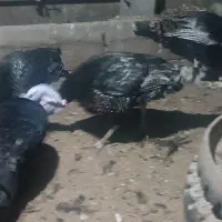 بوقلمون|حیوانات مزرعه|مشگین شهر, |دیوار