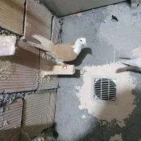 کفتر پرشی کلاغ زرد|پرنده|مشهد, امیرآباد|دیوار