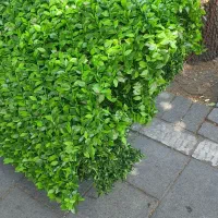 گل مصنوعی
